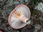 Nyírfa-szőrgomba (Lactarius torminosus), Ausztria, Karintia